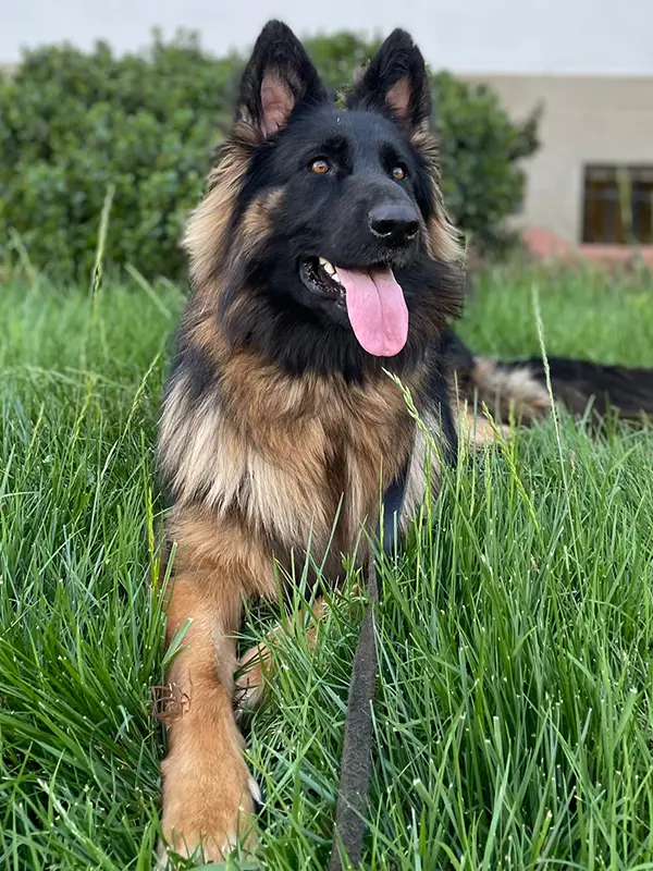 Josie Broccoli Josie Broccoli